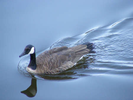 Canadian Gooseの写真素材