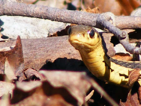 snake