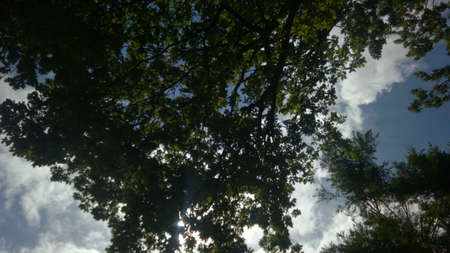 Deep forest in Europe with river and lakeの写真素材