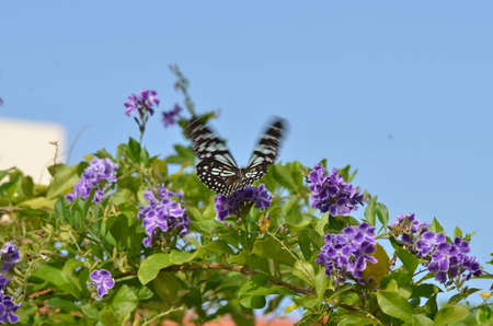 Flying butterflyの写真素材