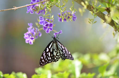 Butterfly on the flowerの写真素材