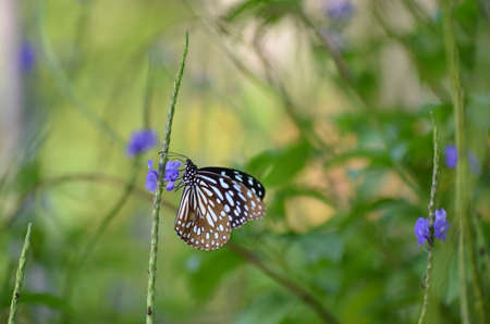 Butterfly on the flower