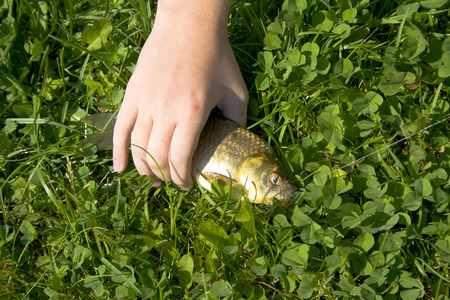 Fish on the grassの写真素材