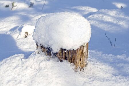 Old stump with a cap of snowの写真素材