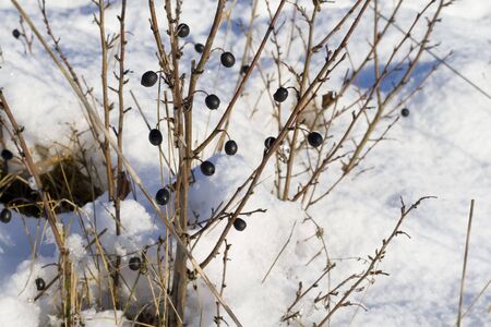 Black berries in the winterの写真素材