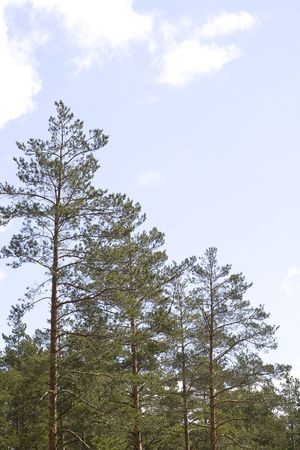 Pines on a background of the evening sky