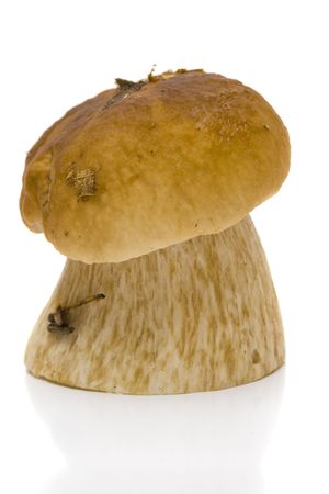 One cep on a white backgroundの写真素材