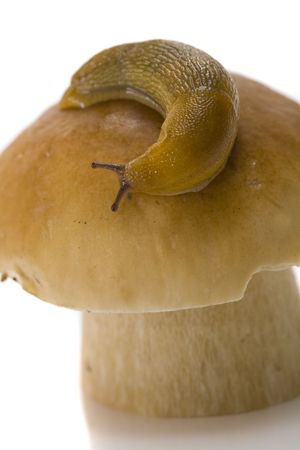 The snail creeps on a cep hatの写真素材 [40003606074]｜毎月1点無料（フリー）のストックフォト ...