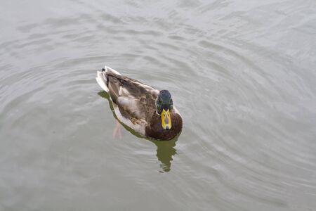 The duck floats in a pond