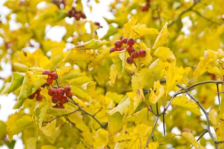 Maple leaves on a real green backgroundの写真素材