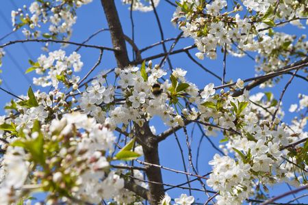 Cherry blossoms on a black cherry tree against the blue skyの写真素材
