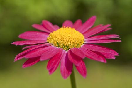 Red gerbera on a green background