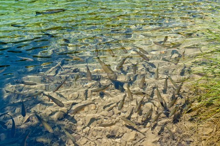 Lots of fishes in clear, transparent water of Plitvice lake (Croatia)