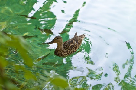 Ducks and fishes on the lake. Plitvice lake. Croatia.の写真素材
