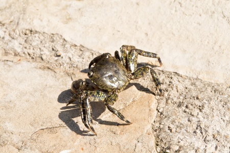 Adriatic Sea crab on the rock. Photographed in Croatia.の写真素材