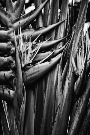 Monochrome Birds of Paradise in Bangkok, Thailand.の写真素材