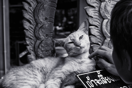 A woman pets a cat at Wat Kan Thom in Chiang Mai, Thailand.の写真素材