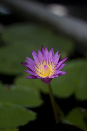 A purple lotus flower blooms late in the evening in Chiang Mai, Thailandの写真素材