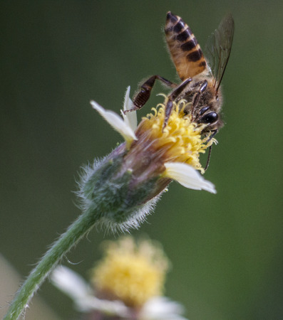 Bee Polinating a Flowerの写真素材