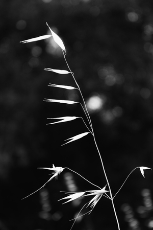 Black and White Spanish Grass in the Oakland Hillsの写真素材