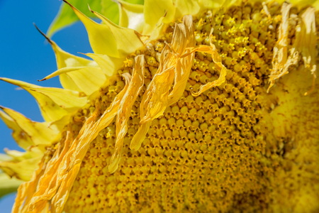 A Sunflower near Monterey, California.の写真素材