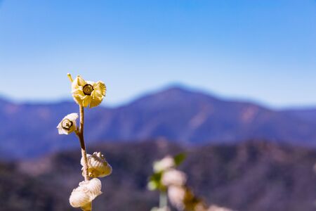 Dry flower buds in the mountains near Monterey, California.の写真素材