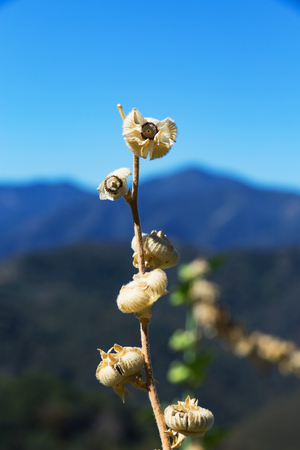 Dry flower buds in the mountains near Monterey, California.の写真素材