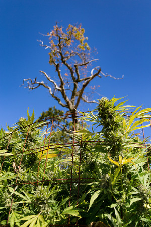 Top of a medical marijuana plant.の写真素材
