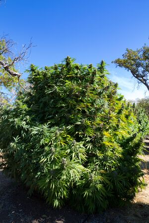 Full view of a medical marijuana plant with blue sky.の写真素材