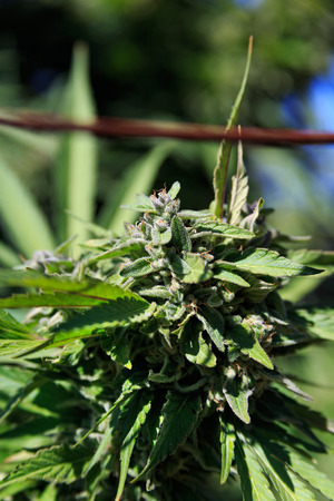 Closeup for Ocean Grown Outdoor Medical Marijuanaの写真素材