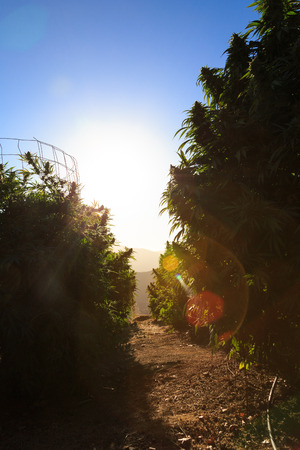 Medical marijuana with sunset in the background.の写真素材