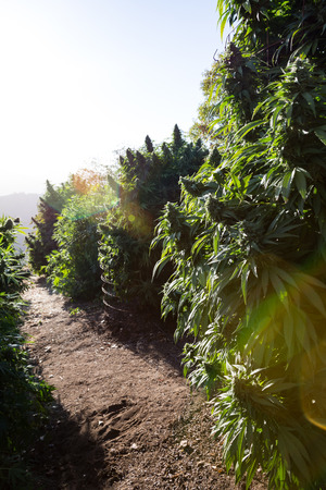 Medical marijuana with sunset in the background.の写真素材