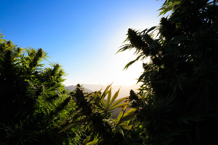 Medical marijuana with sunset in the background.の写真素材