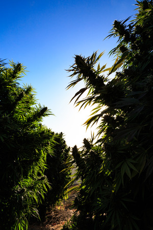 Medical marijuana with sunset in the background.の写真素材