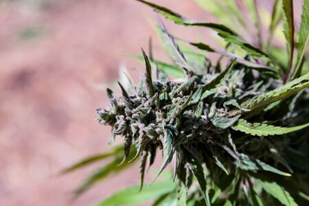 Closeup view of medical marijuana buds.の写真素材