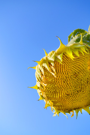 Sunflower in the mountains near Monterey, California.の写真素材
