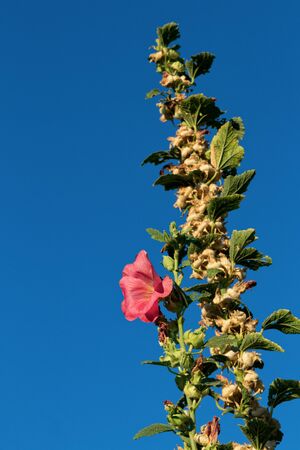 Dry flower buds in the mountains near Monterey, California.の写真素材