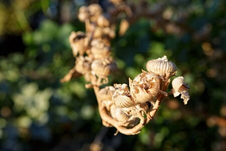 Dry flower buds in the mountains near Monterey, California.の写真素材