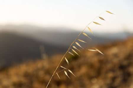 Blades of grass in Carmel Valley, California.の写真素材