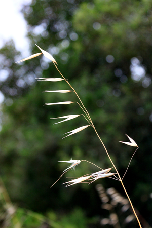 Spanish Grass in the Oakland Hillsの写真素材