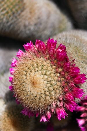 Cactus with Pink Flowers.の写真素材