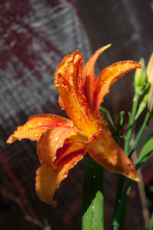 An Orange and red lillie blooms in the summer near Oakland, California.の写真素材