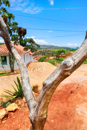 A tree with outlines the street behind it in Barichara, Colombia.の写真素材