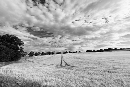 Black and White view of a wheat field outside of Crieff in Scotland.の写真素材