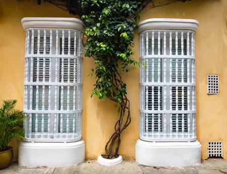 A tree grows up between two windows in the Getsemani neighborhood of Cartagena, Colombia.の写真素材