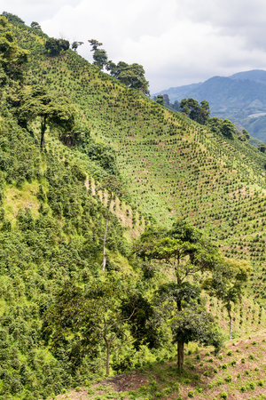 Coffee trees rise up the steep mountainside at a coffee plantation near Chinchina, Colombia.の写真素材