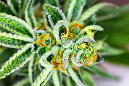 Macro photograph of an untrimmed medical marijuana flower showing trichomes and orange hairs and leaves.の写真素材