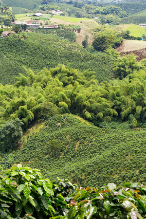 Coffee plants growing at a plantation near the town of Chinchina, Colombia.の写真素材
