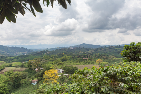 Coffee plants grow on a plantation near Chinchina, Colombia.の写真素材