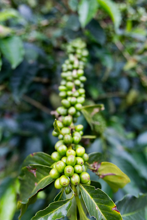 Portrait view of newly formed green coffee beans on a coffee tree at an organic coffee plantation near Chinchina, Colombia.の写真素材